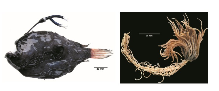 உயிரி பன்முகத்தன்மைச் சட்டம் 2002-இன் கீழ், முக்கிய நிறுவனங்களை அரசு களஞ்சியங்களாக அறிவிப்பு